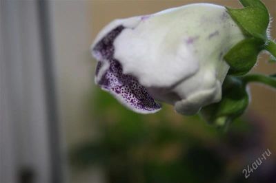 Лот: 2869606. Фото: 1. Глоксиния 12 (цветет). Горшечные растения и комнатные цветы