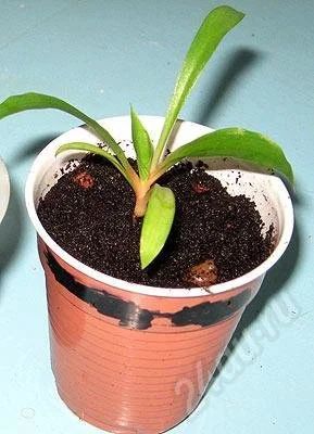 Лот: 426047. Фото: 1. Оранжевый хлорофитум (маленькая... Горшечные растения и комнатные цветы