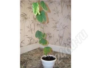 Лот: 47571. Фото: 1. Баухиния или Орхидейное дерево... Красноярск