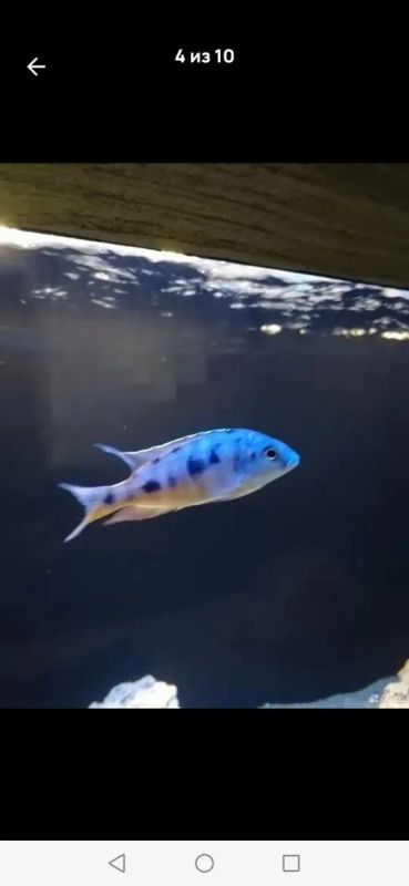 Лот: 25638882. Фото: 1. Цихлиды. Рыбки