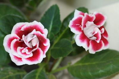 Лот: 4472850. Фото: 1. Глоксиния Скарлет (детка). Горшечные растения и комнатные цветы