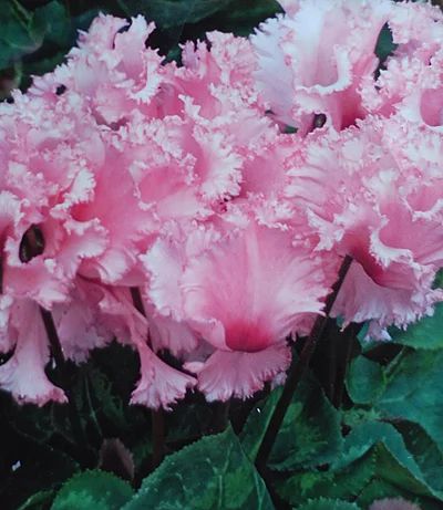 Лот: 3935606. Фото: 1. Цикламен персидский Лилу, детка. Горшечные растения и комнатные цветы