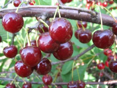 Лот: 7551125. Фото: 1. Саженцы "Вишня на ножках". Другое (семена, рассада, садовые растения)