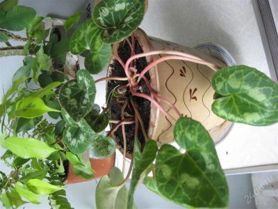 Лот: 1623860. Фото: 1. цикламен крупный ярко красный... Горшечные растения и комнатные цветы