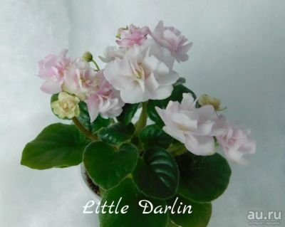 Лот: 8498831. Фото: 1. Мини фиалка сортовая Little Darlin... Горшечные растения и комнатные цветы