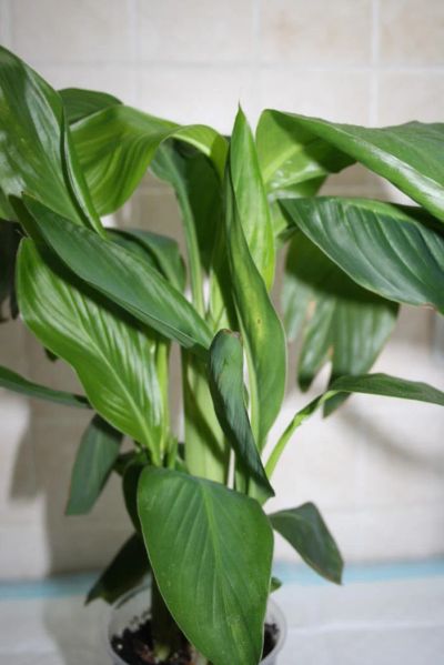 Лот: 4352605. Фото: 1. Канна тропикана карликовая. Горшечные растения и комнатные цветы