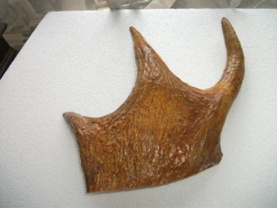 Лот: 12956421. Фото: 1. Рог лосиный кость сибирский лось... Материалы и сырьё