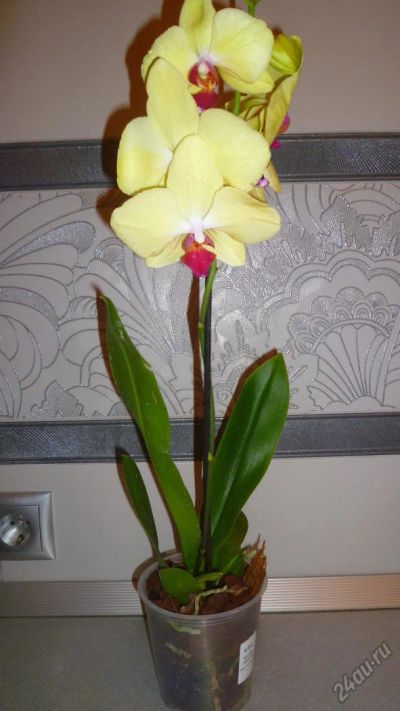 Лот: 5728205. Фото: 1. Орхидея фаленопсис F64. Горшечные растения и комнатные цветы