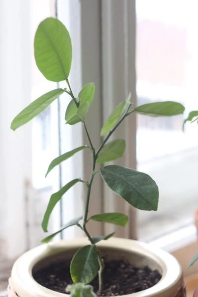 Лот: 4987431. Фото: 1. Лимон крупноплодный, Пандероза. Горшечные растения и комнатные цветы