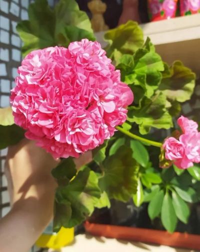 Лот: 13565999. Фото: 1. Пеларгония махровая зональная... Горшечные растения и комнатные цветы