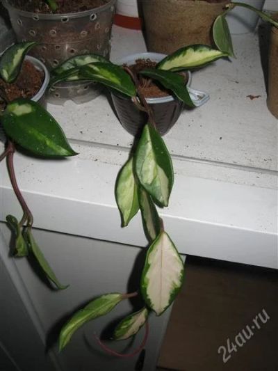 Лот: 1985178. Фото: 1. Хойя карноза триколор. Горшечные растения и комнатные цветы