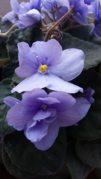 Лот: 19900344. Фото: 1. Фиалка пурпурная. Горшечные растения и комнатные цветы