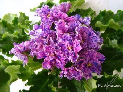 Лот: 4533457. Фото: 1. Фиалки махровые 3 детки-одним... Горшечные растения и комнатные цветы