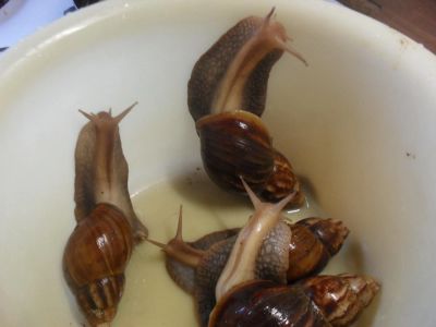 Лот: 4340474. Фото: 1. улитки. Моллюски, ракообразные, кораллы