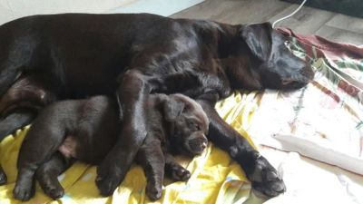 Лот: 7765886. Фото: 1. Шоколадный лабрадорчик. Шоколадное... Собаки, щенки