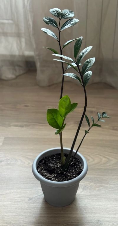 Лот: 25804908. Фото: 1. Замиокулькас в горшке. Горшечные растения и комнатные цветы