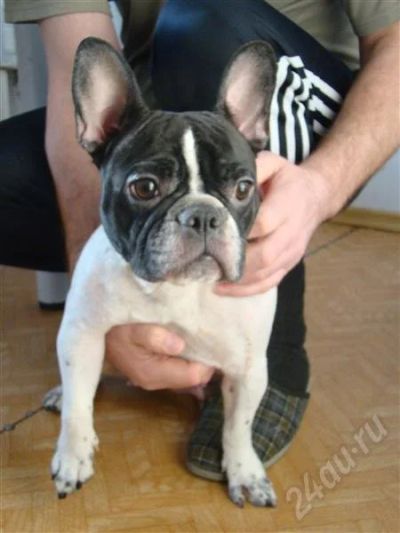 Лот: 734940. Фото: 1. Французкий Бульдог. Остальные животные
