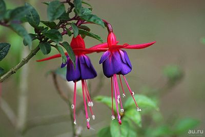 Лот: 11216691. Фото: 1. Фуксия "Fuchsita Red-Blue". Укорененный... Горшечные растения и комнатные цветы