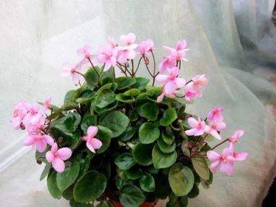 Лот: 6305211. Фото: 1. Минифиалка сортовая Always Pink... Горшечные растения и комнатные цветы