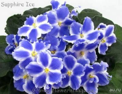 Лот: 7791715. Фото: 1. Фиалка (лист) Sapphire Ice (Сапфировый... Горшечные растения и комнатные цветы