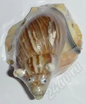 Лот: 536849. Фото: 1. Мышка из ахатины. Ракушки, раковины... Фигурки, статуэтки