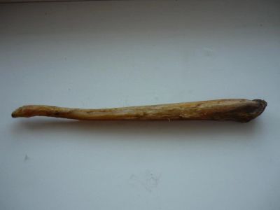 Лот: 4738637. Фото: 1. медвежья кость (половой хрящ). Другое (туризм, охота, рыбалка, самооборона)