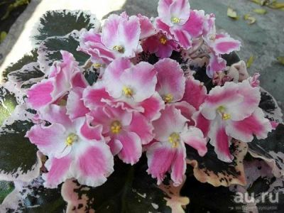 Лот: 13736385. Фото: 1. Фиалка Aca's Summer Parfait... Горшечные растения и комнатные цветы