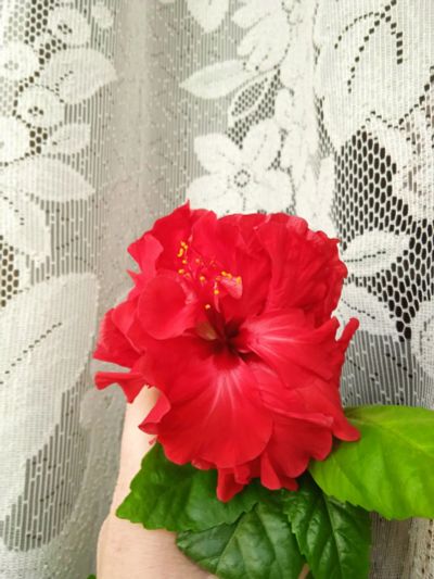 Лот: 20620332. Фото: 1. Взрослый гибискус, китайская роза... Горшечные растения и комнатные цветы