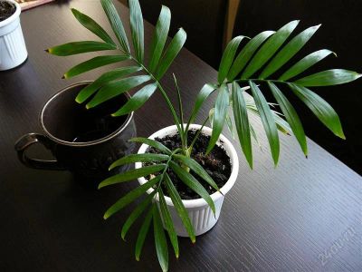 Лот: 844839. Фото: 1. Хамедорея. Горшечные растения и комнатные цветы