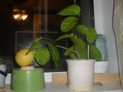 Лот: 937062. Фото: 1. саженец лимона. Горшечные растения и комнатные цветы