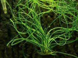 Лот: 18612810. Фото: 1. Кринум волнистый (Crinum calamistratum... Водные растения