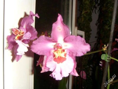 Лот: 1019342. Фото: 1. Орхидеи 8 Одонтоглоссум (детка... Горшечные растения и комнатные цветы