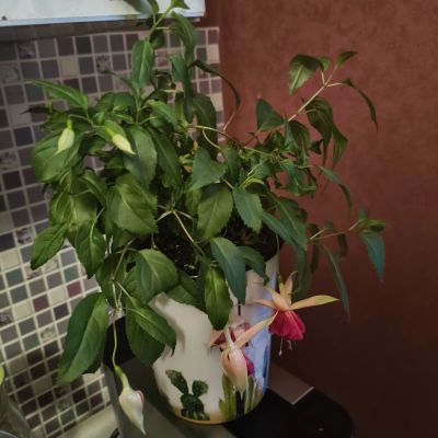 Лот: 20748726. Фото: 1. Фуксия. Горшечные растения и комнатные цветы