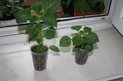 Лот: 2863426. Фото: 1. Ванька (бальзамин). Горшечные растения и комнатные цветы