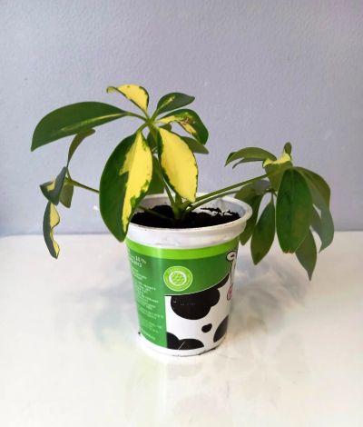 Лот: 25731645. Фото: 1. Шеффлера. Горшечные растения и комнатные цветы