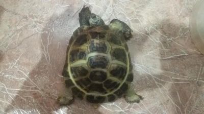 Лот: 7318469. Фото: 1. Черепаха сухопутная среднеазиатская. Остальные животные