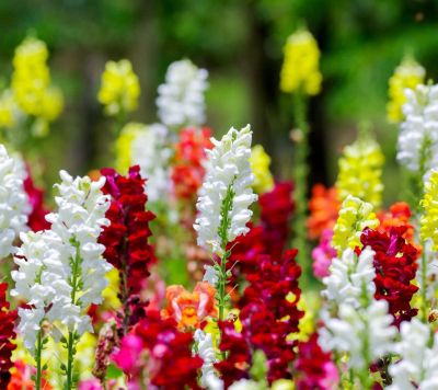 Лот: 12883894. Фото: 1. Семена львиного зева "Волшебный... Садовые цветы