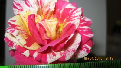 Лот: 11279712. Фото: 1. роза двухцветная 2. Горшечные растения и комнатные цветы