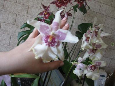 Лот: 1912179. Фото: 1. Орхидея камбрия Тахома. Горшечные растения и комнатные цветы