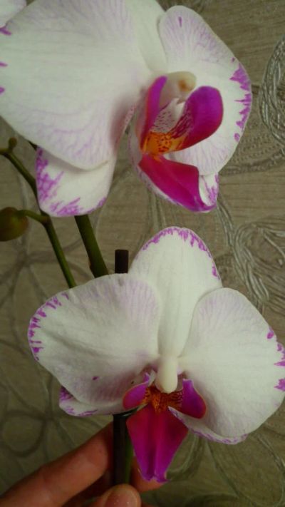 Лот: 4519940. Фото: 1. орхидея фаленопсис Е4(Phalaenopsis... Горшечные растения и комнатные цветы