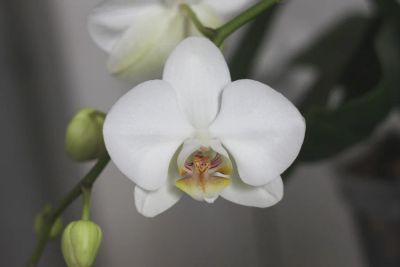 Лот: 4786091. Фото: 1. Орхидея фаленопсис, белая. Горшечные растения и комнатные цветы