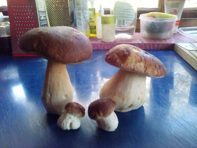 Лот: 19360257. Фото: 1. Сушёные белые грибы. Грибы