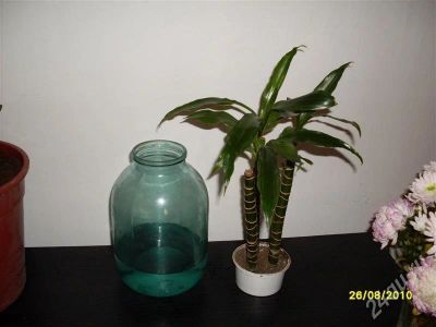 Лот: 491979. Фото: 1. драцены 3 шт в горшке. Горшечные растения и комнатные цветы