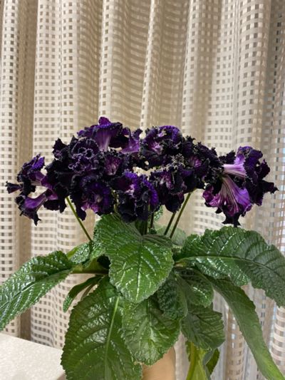 Лот: 21782144. Фото: 1. Стрептокарпус DS-Encre noire... Горшечные растения и комнатные цветы