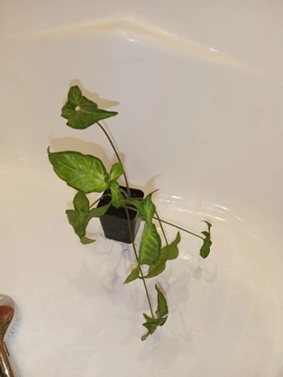 Лот: 25882845. Фото: 1. Сингониум растение срелнего размера. Горшечные растения и комнатные цветы