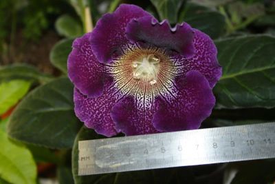 Лот: 5304319. Фото: 1. Глоксиния тигрина синяя 2 Очень... Горшечные растения и комнатные цветы