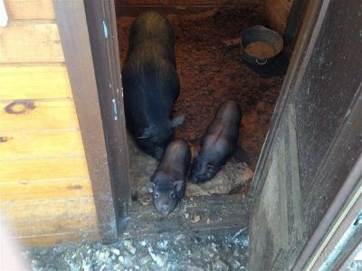 Лот: 2475388. Фото: 1. Вьетнамские вислобрюхие поросята. Остальные животные