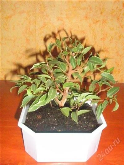 Лот: 921519. Фото: 1. Бонсай. Горшечные растения и комнатные цветы