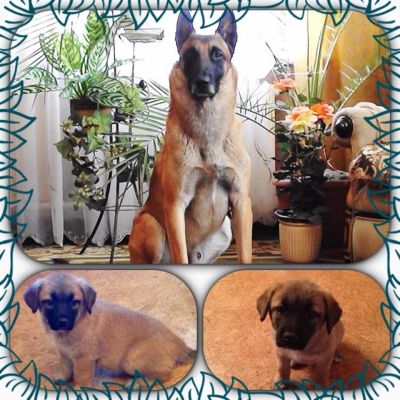 Лот: 3271986. Фото: 1. Овчарка породы Бельгийская овчарка... Собаки, щенки