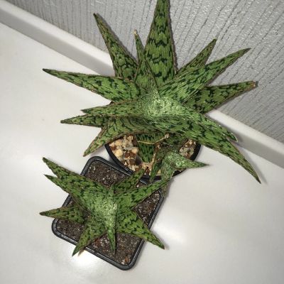 Лот: 16681994. Фото: 1. Алоэ «Snow Flake». Горшечные растения и комнатные цветы